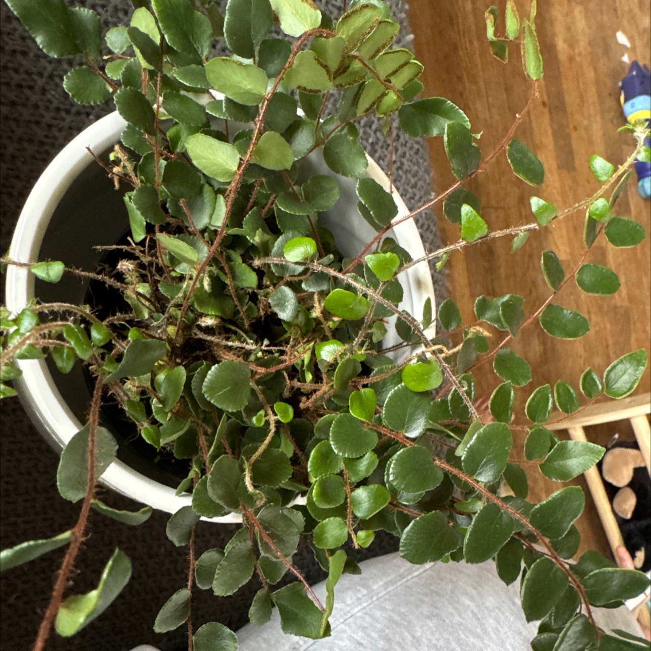 Photo of the plant species Butterfly Fern by @EnhancedSoybean named Nemo on Greg, the plant care app