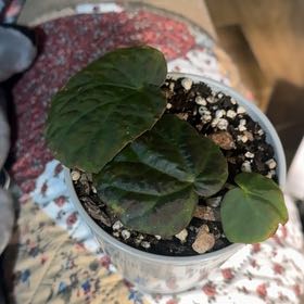Photo of the plant species Smooth Begonia by @Ponytailmom named Metti on Greg, the plant care app