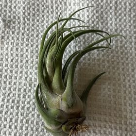 Photo of the plant species Air plant by @Ponytailmom named Medusa on Greg, the plant care app