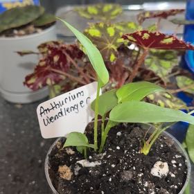 Photo of the plant species Anthurium Wendlingeri by @Ponytailmom named Wendel TV on Greg, the plant care app