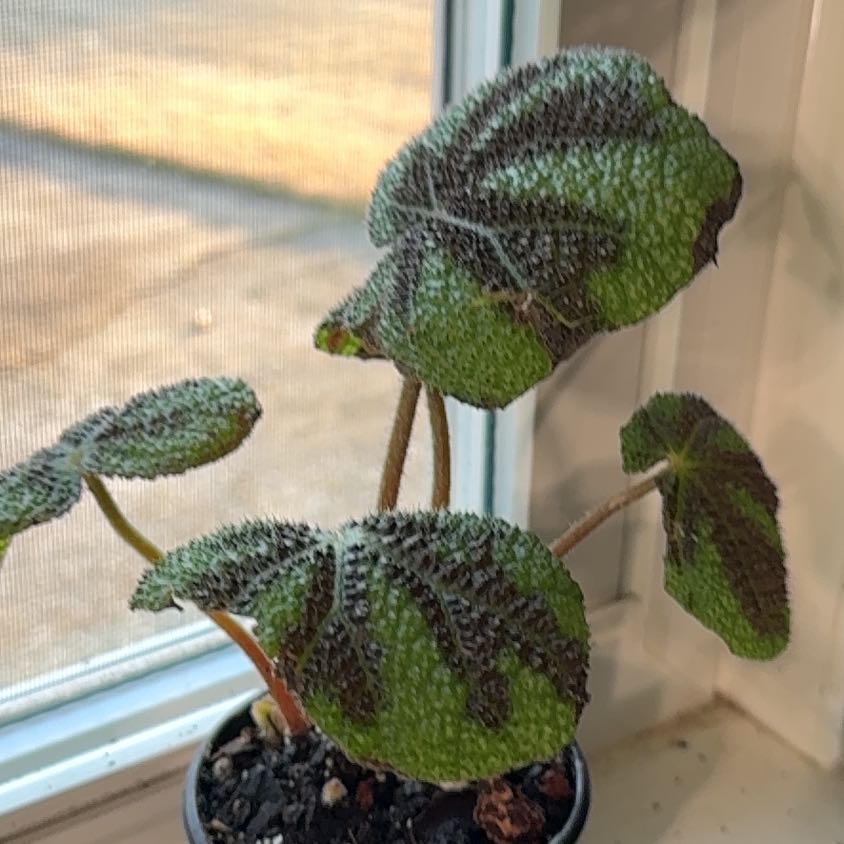 Photo of the plant species Begonia by @Ponytailmom named Oscar on Greg, the plant care app