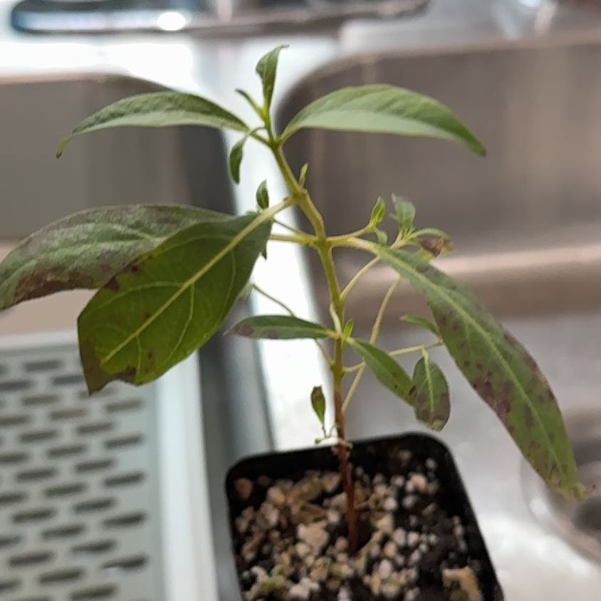 Photo of the plant species Rainbow Gum by @Ponytailmom named Euca on Greg, the plant care app