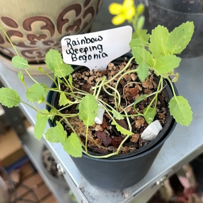 Photo of the plant species Weeping Begonia by @Ponytailmom named Rainbow on Greg, the plant care app