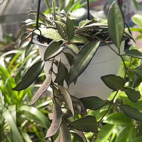 Photo of the plant species Hoya motoseki by @Ponytailmom named Hamilton on Greg, the plant care app