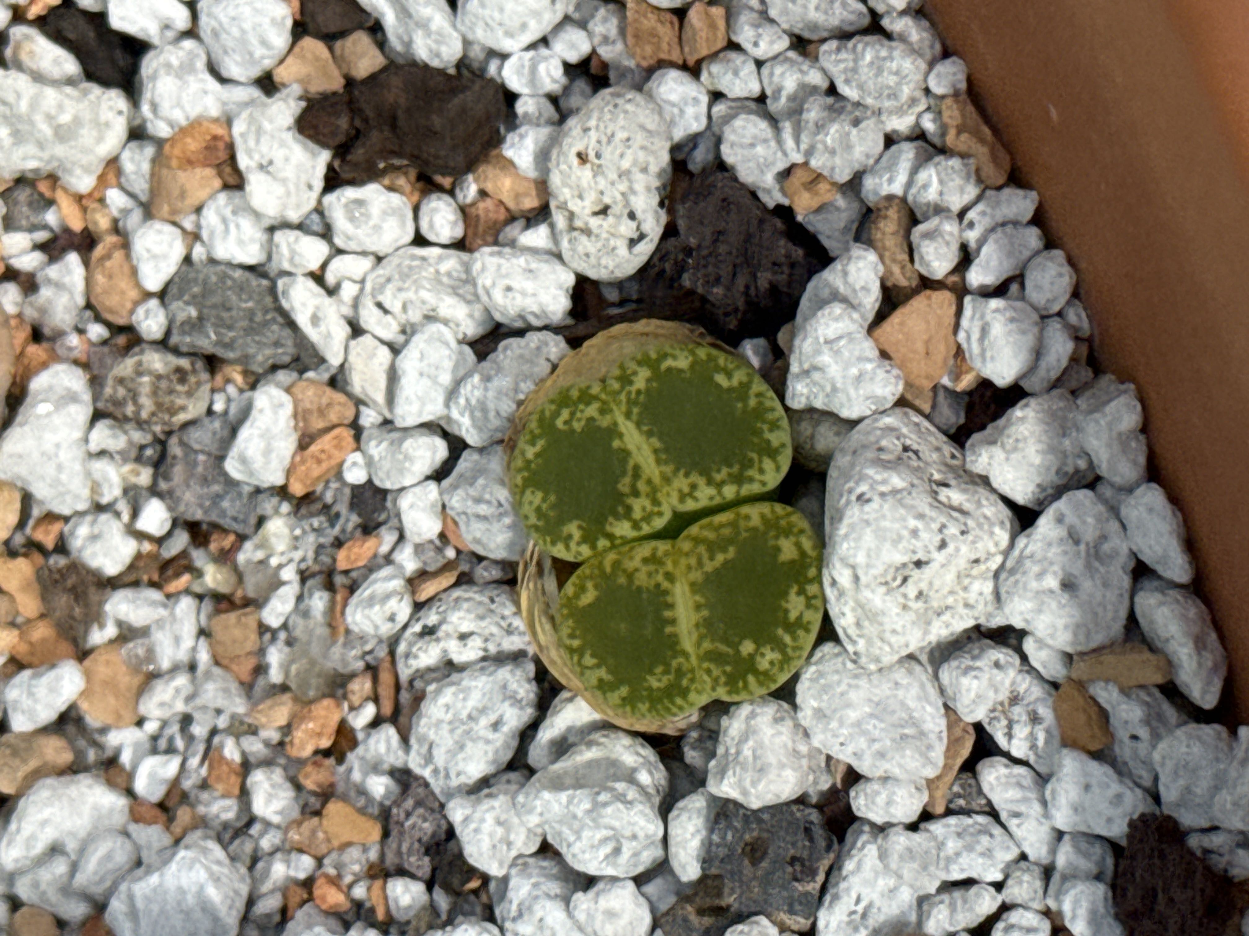 Photo from the post