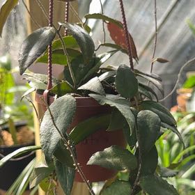 Photo of the plant species Hoya caudata Sumatra by @Ponytailmom named Clooney on Greg, the plant care app