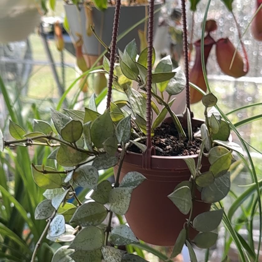 Photo of the plant species Artic by @Ponytailmom named ChloroPhil on Greg, the plant care app