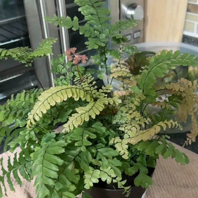 Photo of the plant species Bronze Venus Maidenhair Fern by @Ponytailmom named Venus on Greg, the plant care app