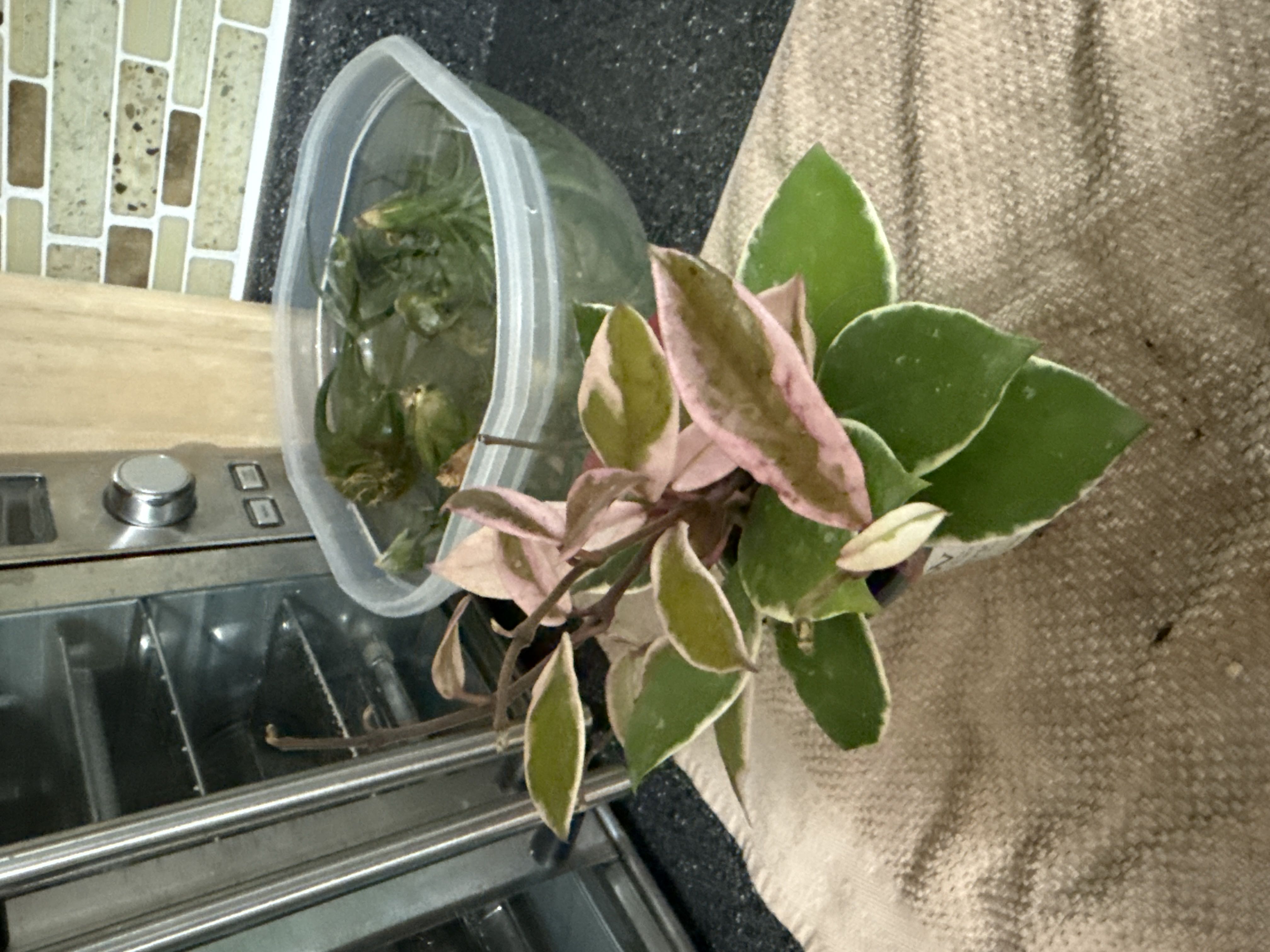 Photo from the post
