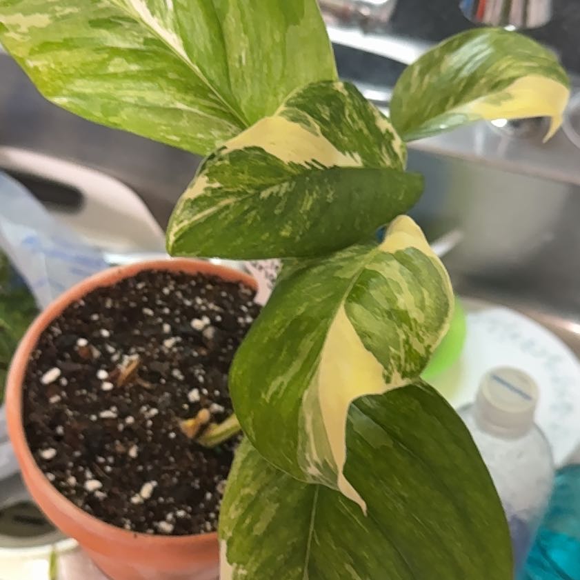 Photo of the plant species Monstera lechleriana 'Variegata' by @Ponytailmom named Lechler on Greg, the plant care app