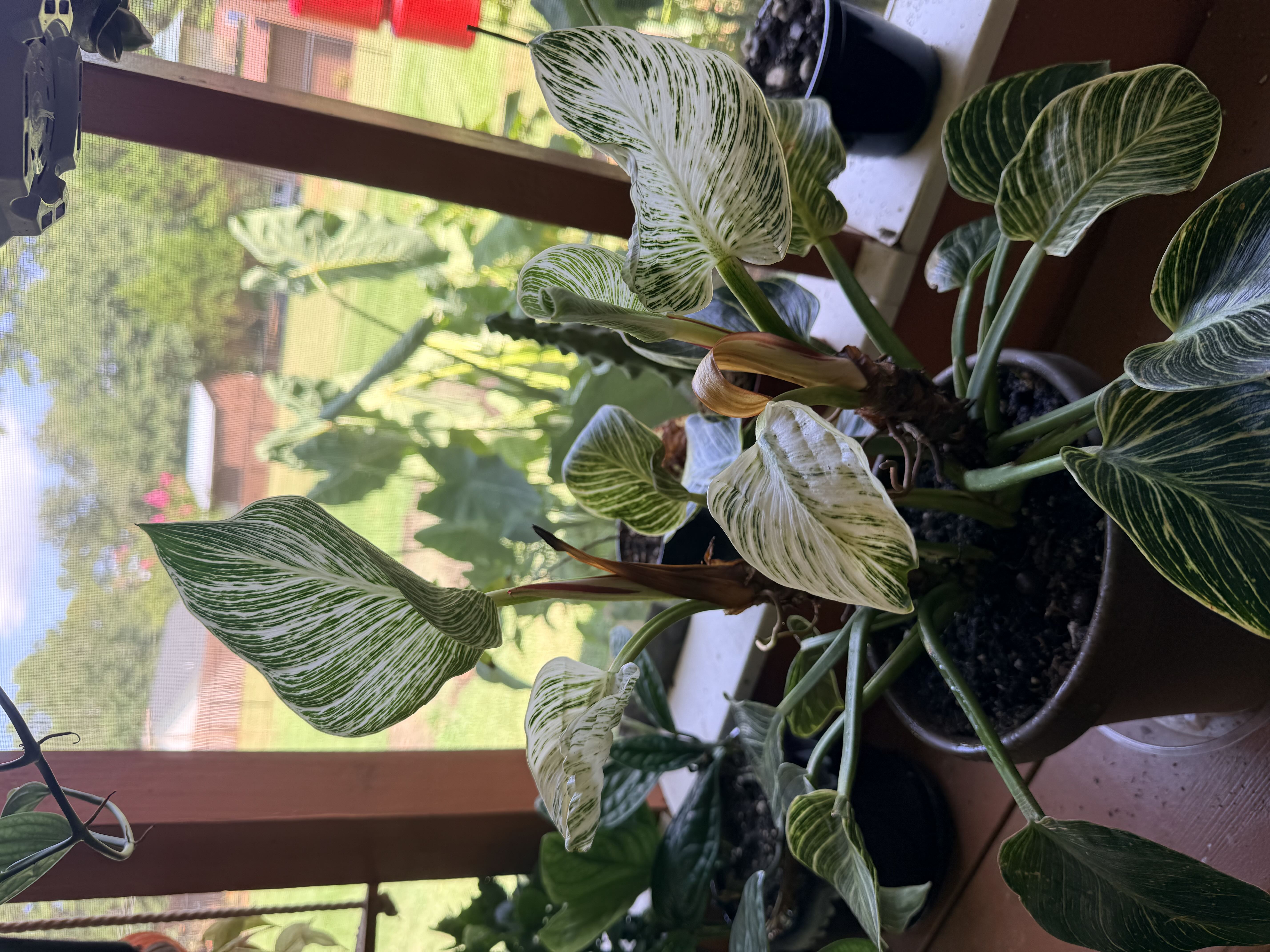 Photo from the post