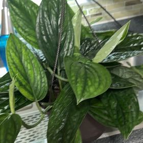 Photo of the plant species Monstera Peru by @Ponytailmom named Peri on Greg, the plant care app
