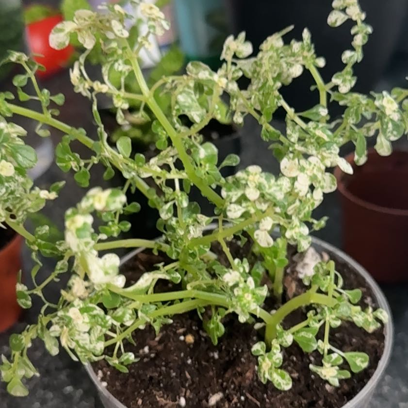 Photo of the plant species artillery plant by @Ponytailmom named Fern on Greg, the plant care app