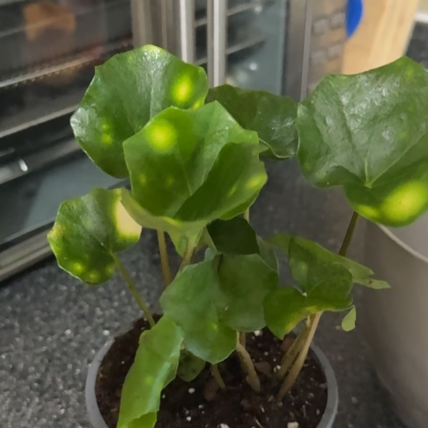 Photo of the plant species Leopard Plant by @Ponytailmom named Firefly on Greg, the plant care app