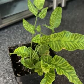 Photo of the plant species Golden Zebra Fern by @Ponytailmom named Goldie on Greg, the plant care app