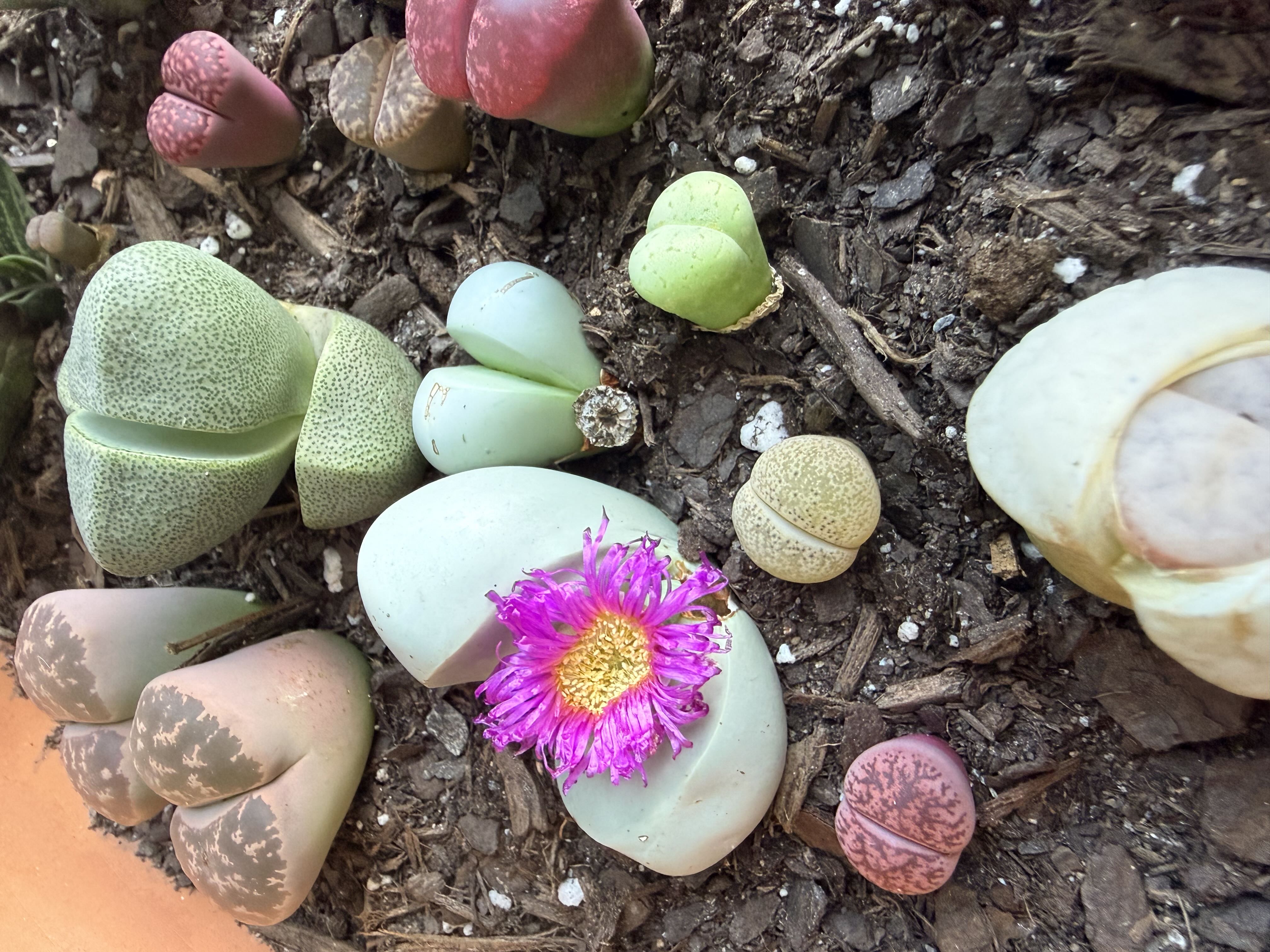 Photo from the post