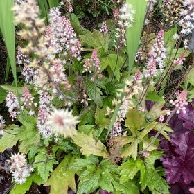 Photo of the plant species Foam Flower by @SportLlavea named Einstein on Greg, the plant care app