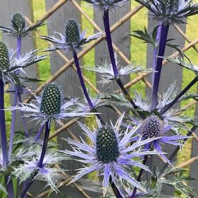 Photo of the plant species Mediterranean Sea Holly by @SportLlavea named Delilah on Greg, the plant care app