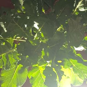 Photo of the plant species Puka by @HeroRainbow1 named Bodhi on Greg, the plant care app