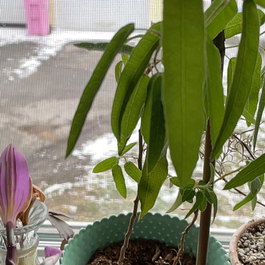 Photo of the plant species Silver-leaved mountain gum by @DesiredBogbean named Austen on Greg, the plant care app