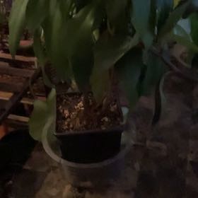 Photo of the plant species Low Shoebutton by @DesiredBogbean named Figyonce on Greg, the plant care app
