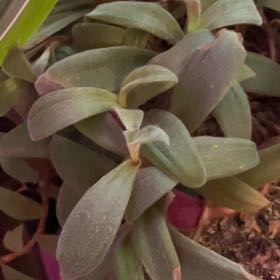 Photo of the plant species Chrysanthemum 'Adiva Purple' by @DesiredBogbean named Homer on Greg, the plant care app