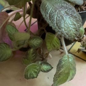 Photo of the plant species Episcia 'Pink Panther' by @DesiredBogbean named Maya on Greg, the plant care app
