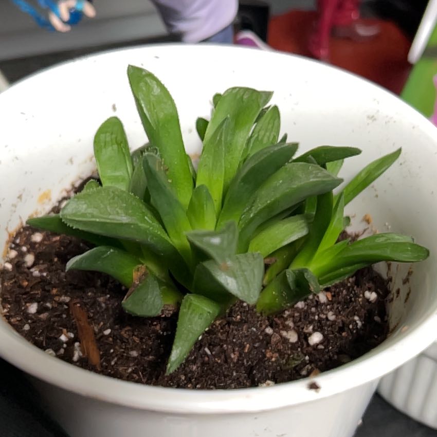 Photo of the plant species Haworthia pygmaea by @SageYellowavens named Star-anne on Greg, the plant care app