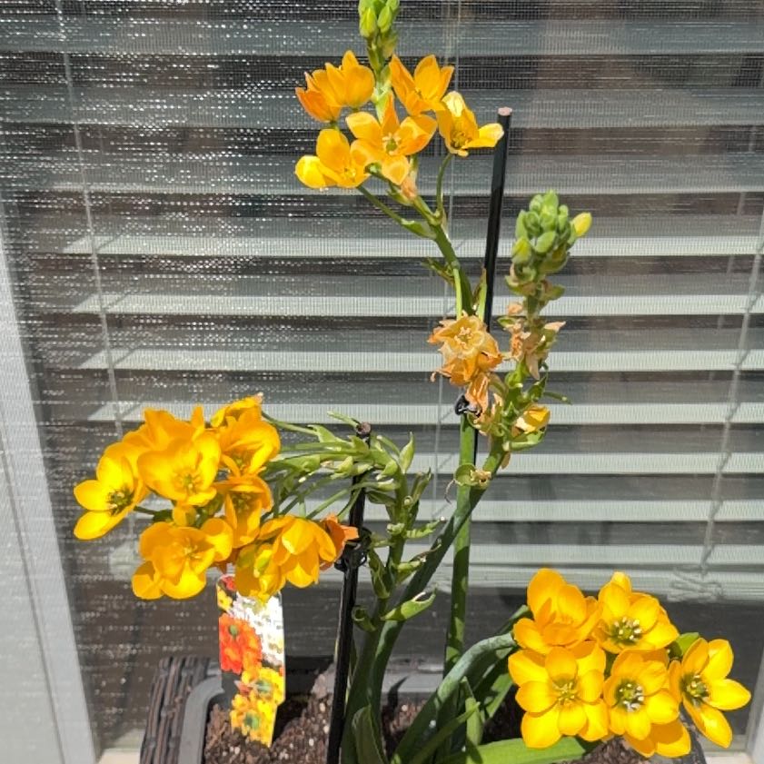 Photo of the plant species Orange Sun Star by @StockyFenugreek named Sun Star on Greg, the plant care app
