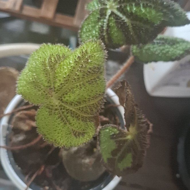Photo of the plant species Begonia by @ClubbyLatetulip named Anne on Greg, the plant care app