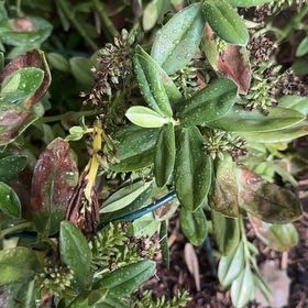 Photo of the plant species Strauchveronika by @DashingRambutan named Aria on Greg, the plant care app