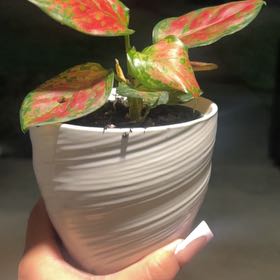 Photo of the plant species Anglaonema Black Maroon by @PleasantJonquil named Sproutacus on Greg, the plant care app