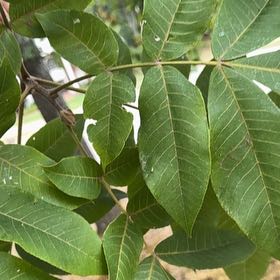 Photo of the plant species Black Hickory by @PoshHebestricta named Bella on Greg, the plant care app