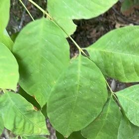 Photo of the plant species Poison Ivy by @PoshHebestricta named Osmo on Greg, the plant care app