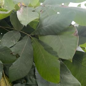 Photo of the plant species Pignut Hickory by @PoshHebestricta named Emerson on Greg, the plant care app