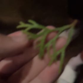 Photo of the plant species Hymenophyllum demissum by @PoshHebestricta named Foxxy on Greg, the plant care app