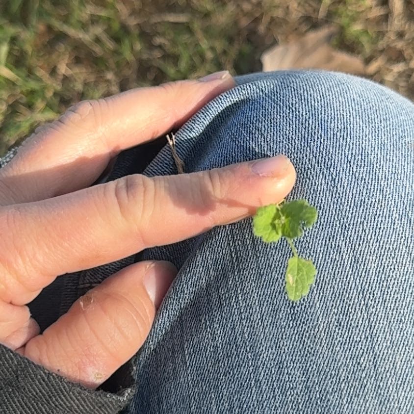 Photo of the plant species Ivy-Leaved Speedwell by @PoshHebestricta named Nithin on Greg, the plant care app