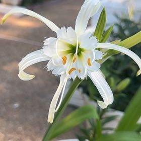 Photo of the plant species Sea Daffodil by @PoshHebestricta named Sonora on Greg, the plant care app