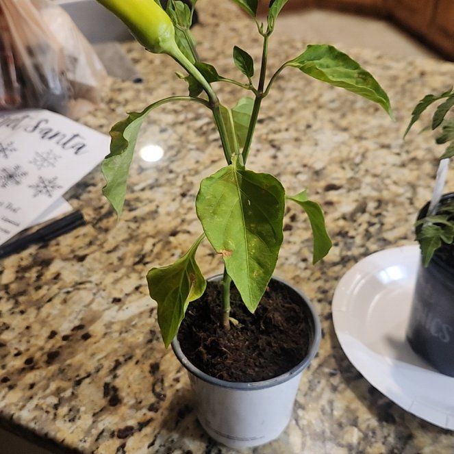Photo of the plant species Hungarian Wax Pepper by @LordTuberouspea named Nemo on Greg, the plant care app