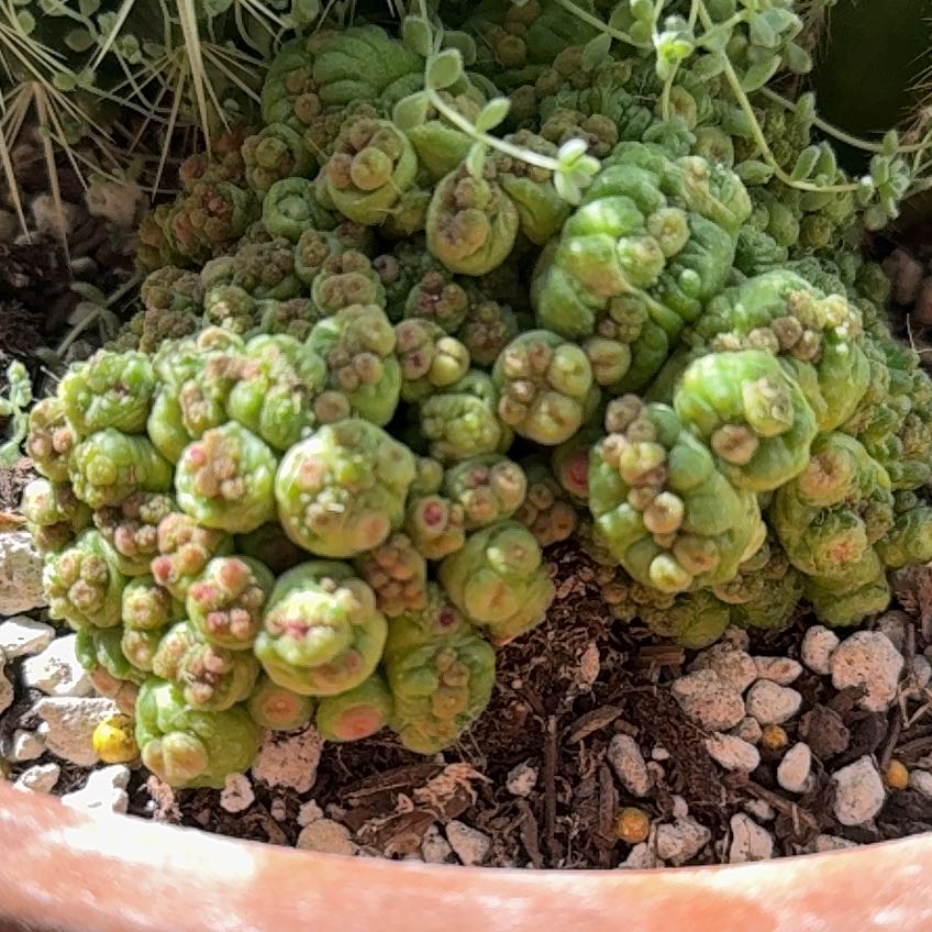 Photo of the plant species Sedum 'Himalayan Skies' by @EquableSedum named Gates on Greg, the plant care app