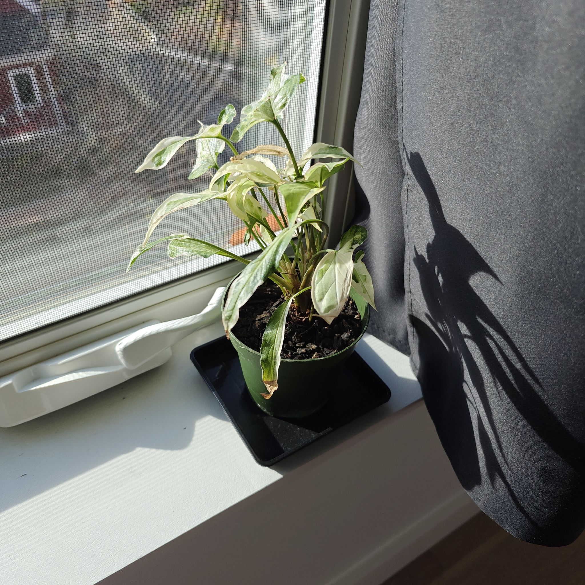 Photo of the plant species Syngonium Dwarf Variegata by @MatureWhitlavia named Saigon on Greg, the plant care app