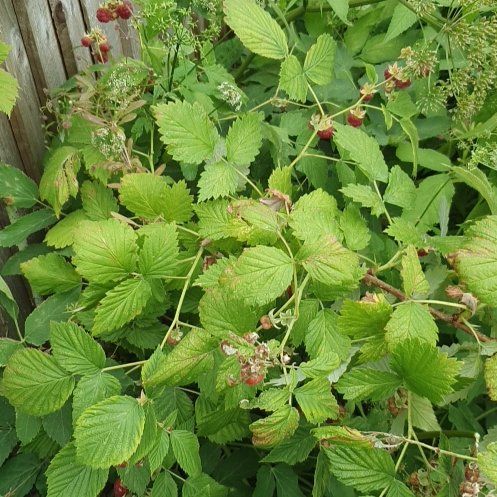 Photo of the plant species Black Raspberry by @ManlyBushpoppy named Emerson on Greg, the plant care app