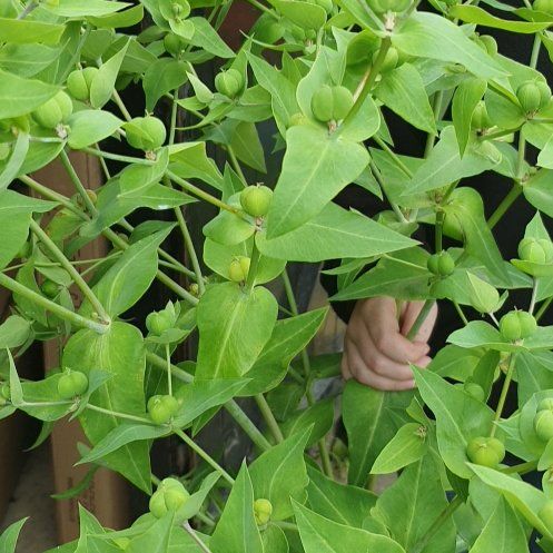 Photo of the plant species Gopher Spurge by @ManlyBushpoppy named Elle on Greg, the plant care app