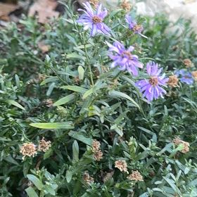 Photo of the plant species Garden Aster by @EternalLilac named Girlfrond on Greg, the plant care app