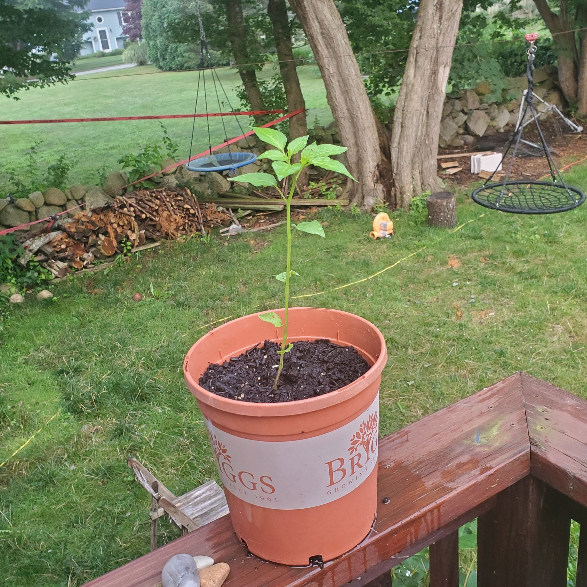 Photo of the plant species Tomatillo by @FairMistflower named Bella on Greg, the plant care app