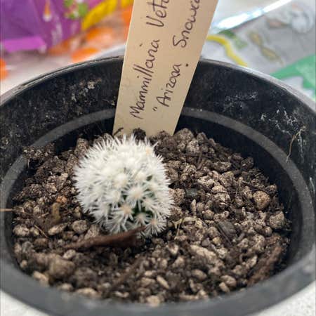Photo of the plant species arizona snowcap by @Harrietb named Coco on Greg, the plant care app