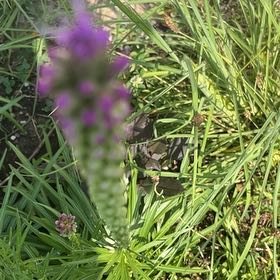Photo of the plant species Common Hedgenettle by @DeanGrugrupalm named Rosa on Greg, the plant care app