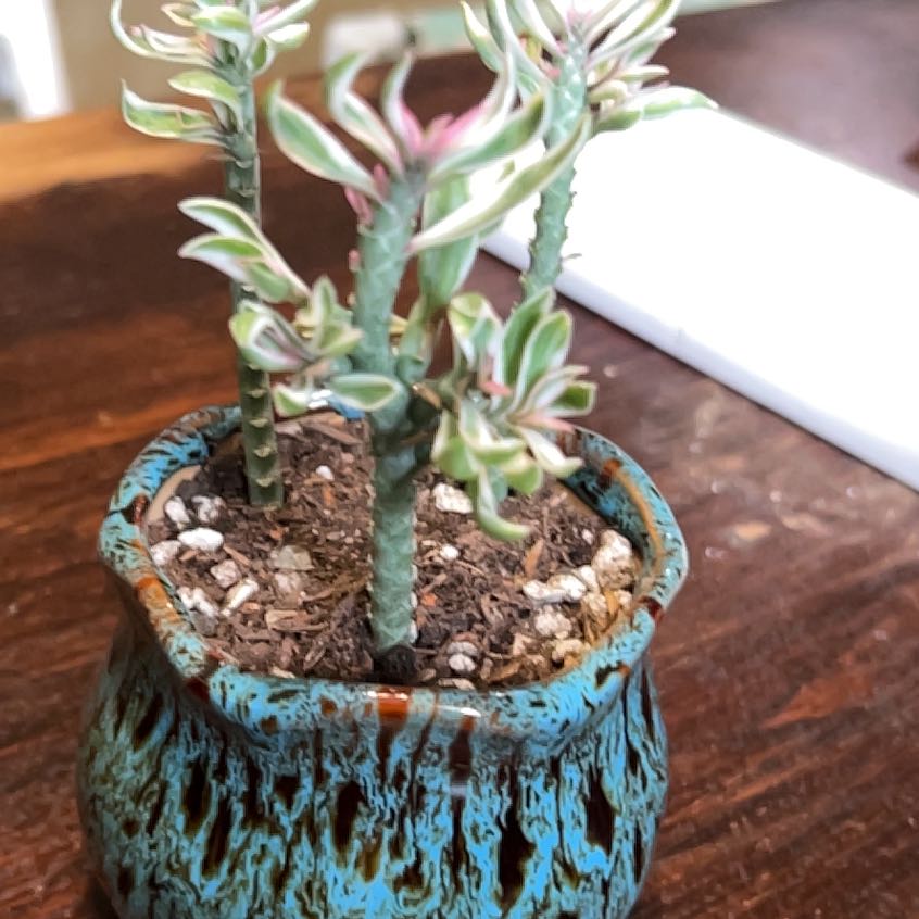 Photo of the plant species Christmas Candle by @HoorayWaxplant named Bowser on Greg, the plant care app