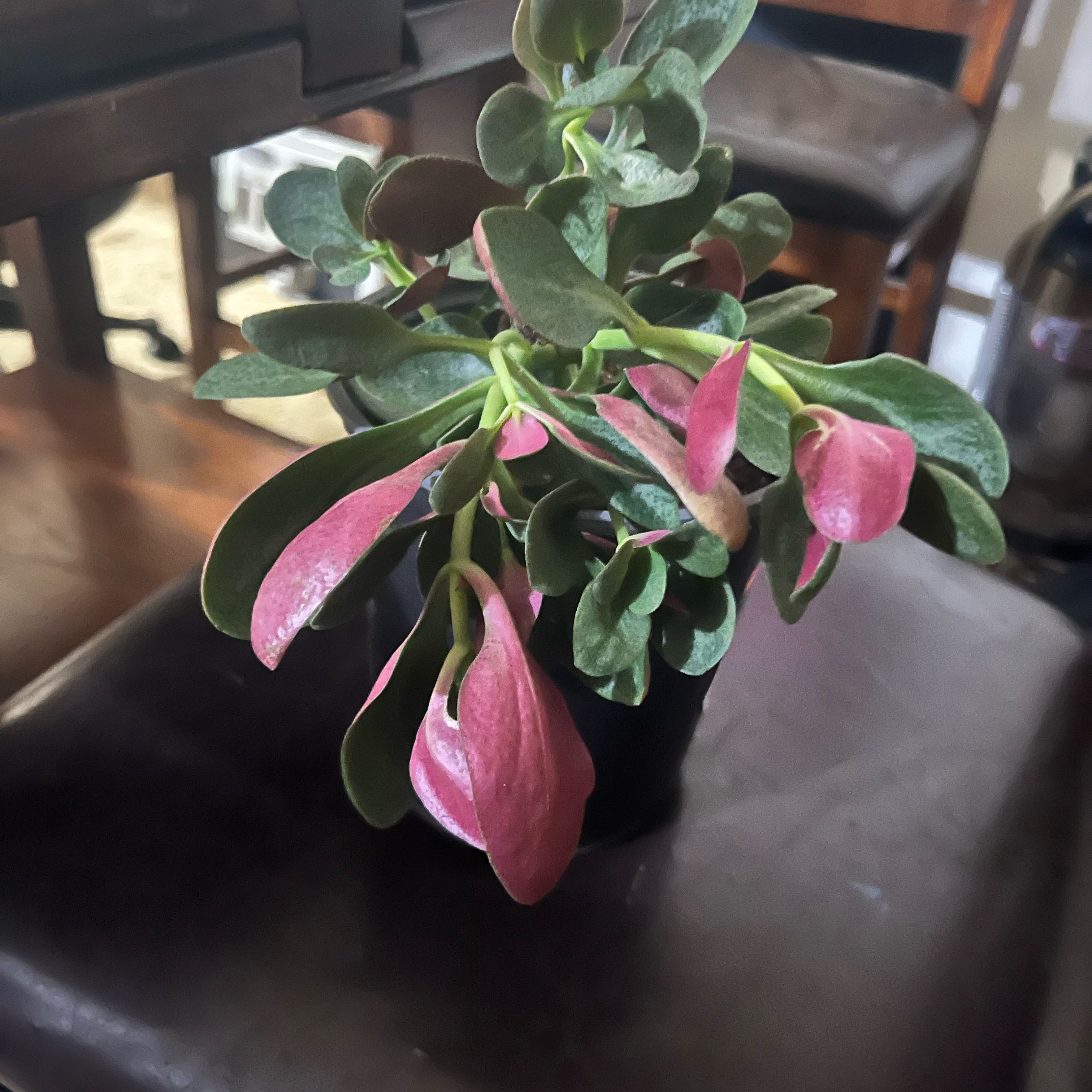 Photo of the plant species Red Fairy Crassula by @HoorayWaxplant named Rosa on Greg, the plant care app