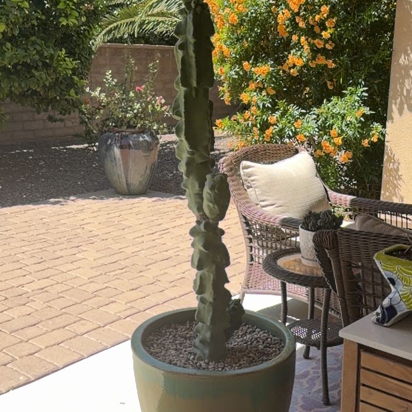 Photo of the plant species Pachycereus Schottii by @GoodBreadfruit named Elina on Greg, the plant care app